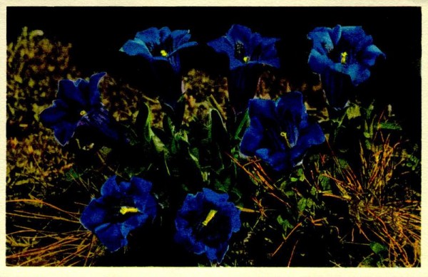 Stengelloser Enzian Vorderseite