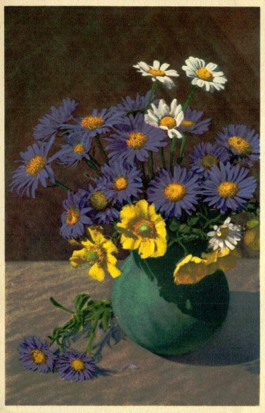 Kriechende Bergnelke Vorderseite