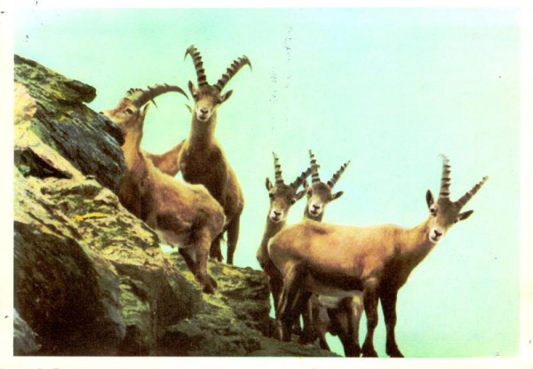 Steinwild, Piz Clüx Vorderseite