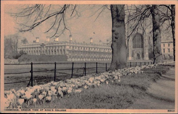Cambridge - Crocus Time at Kings College Vorderseite