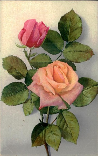 Rosen Vorderseite