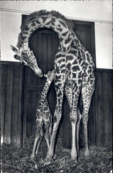 Zoo Basel, Giraffenkind Baschi, 1954 Vorderseite