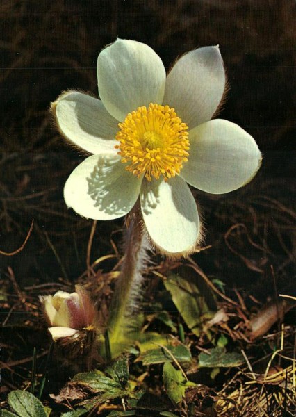 Pelzanemone Vorderseite