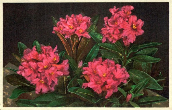 Rostblättrige Alpenrose Vorderseite