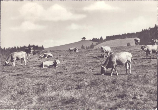 Zugerberg, Rest. Vordergeissboden Vorderseite