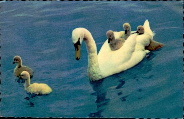 Familie Schwan Vorderseite