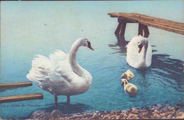 Schwäne, En famille Vorderseite