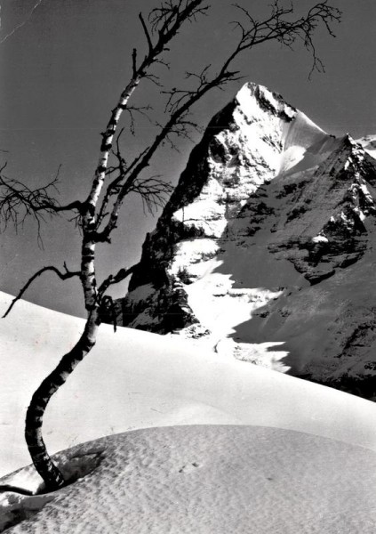 Bergbirke und Eiger Vorderseite