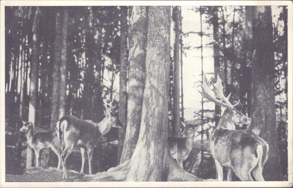 St. Gallen, Wildpark Peter und Paul Vorderseite