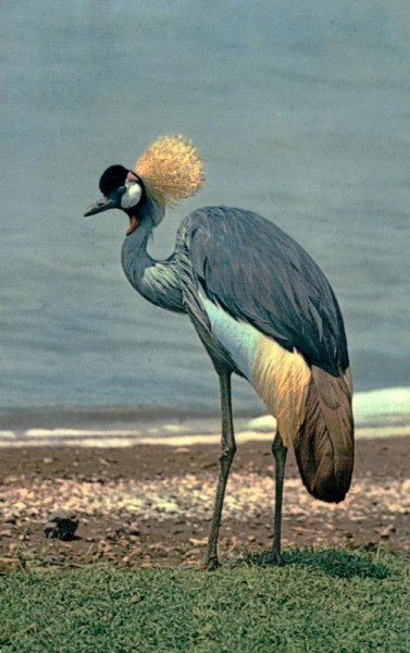 African Birds Vorderseite