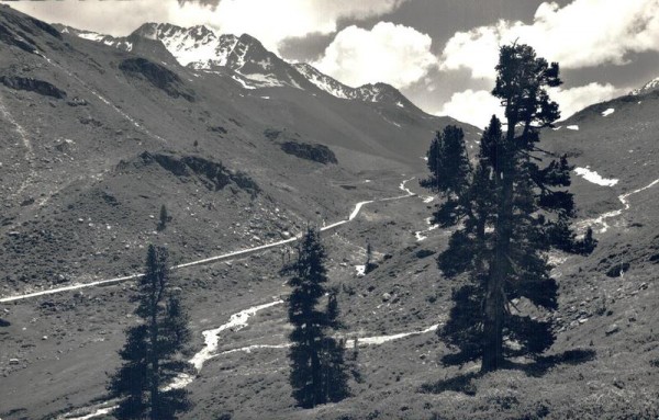 Flüela - Pass Blick von den obersten Arven auf der Davosseite auf das Flüela-Weisshorn Vorderseite