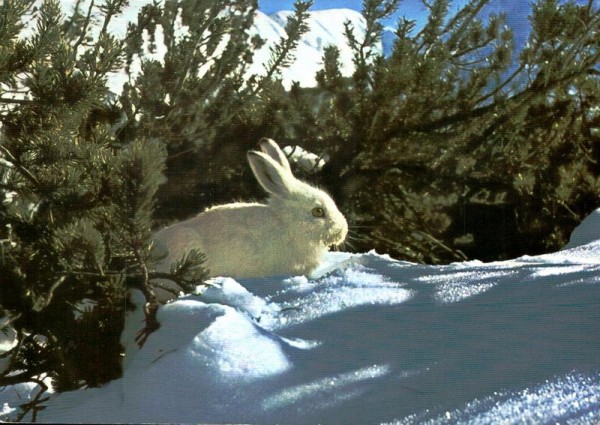 Alpenschneehase Vorderseite