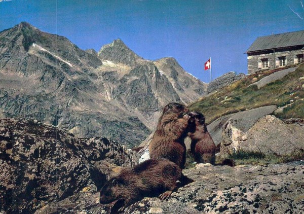 Murmeltiere bei der Forno-Hütte Vorderseite