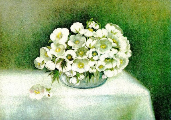 Schneerosen Vorderseite