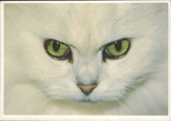 Katzenaugen