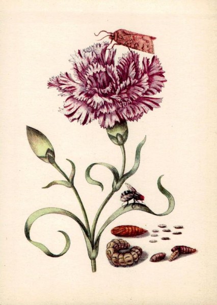 Maria Sibylla Merian (1647-1717): Purpurfarbenes Nägelein mit Eule und Raupenfliege Vorderseite