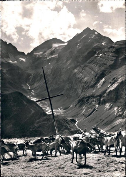 Auf Alp Rubi mit Friesaltal und Biferstock Vorderseite