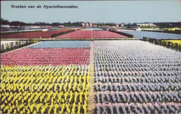Groeten van de Hyacinthenvelden