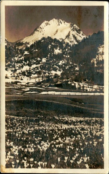 Maloja, Krokuswiese Vorderseite
