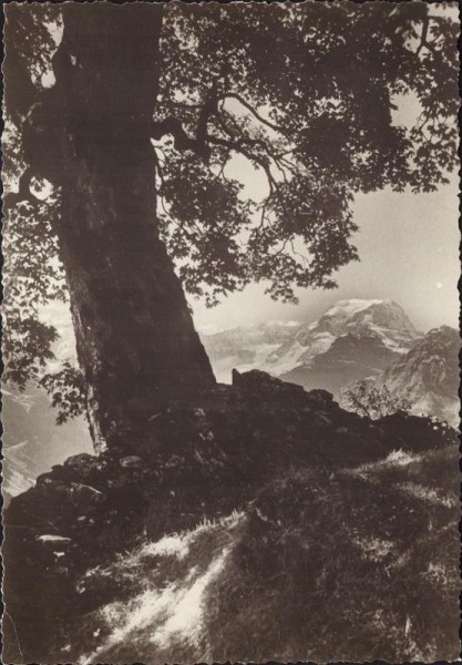 Ahorn mit Tödi, Braunwald Vorderseite