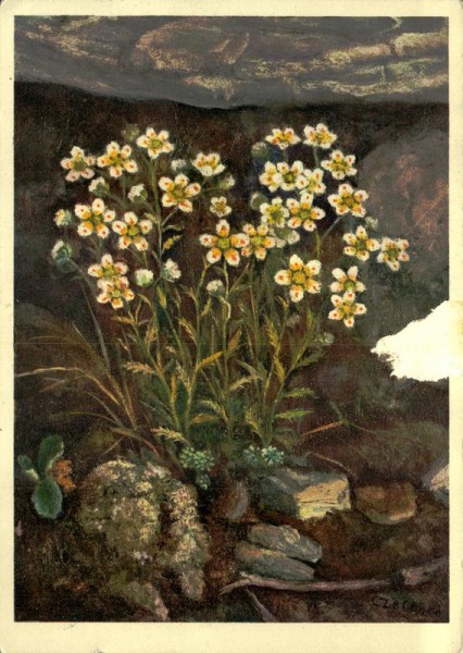 Rauher Steinbrech Vorderseite