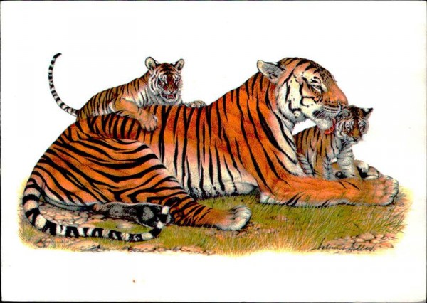 Operation Tiger WWF Vorderseite