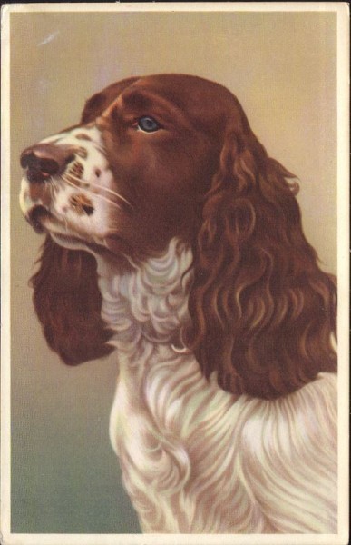 Hund, Spaniel