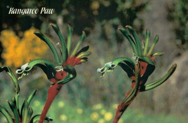 Kangaroo Paw Vorderseite