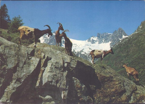 Ziegen auf der Alp Vorderseite