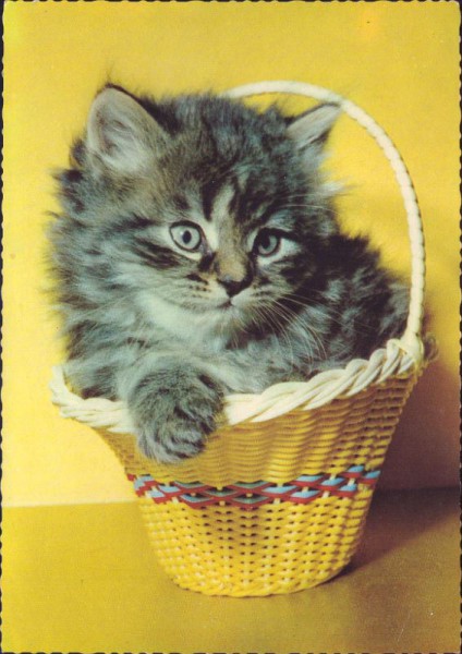 Katze im Korb