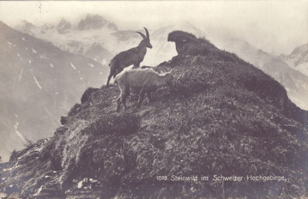 Steinwild im Schweizer Hochgebirge