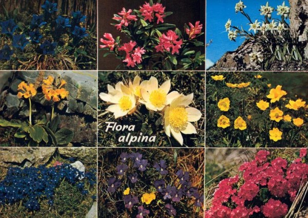 Flora alpina Vorderseite