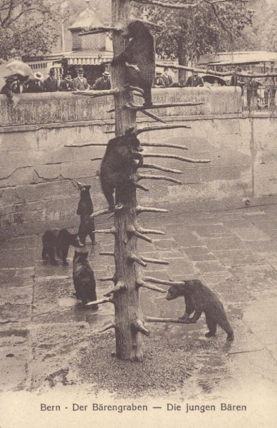 Bern - Der Bärengraben - Die jungen Bären