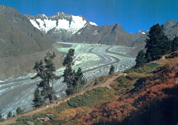 Naturschutzgebiet Aletschwald Vorderseite