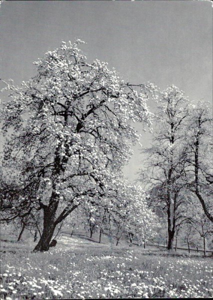 Blühender Birnbaum Vorderseite
