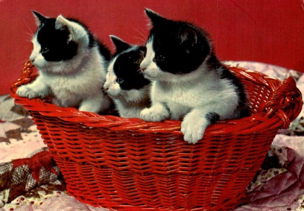 Drei Katzenkinder in Korb Vorderseite