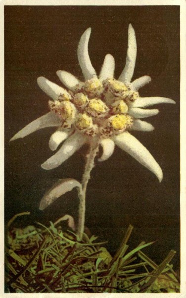 Edelweiss Vorderseite