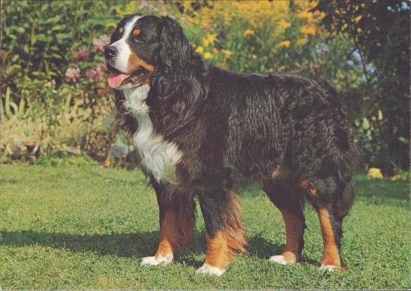 Berner Sennenhund Dürrbächler Vorderseite