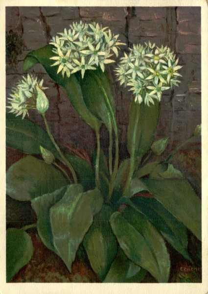 Bären-Lauch Vorderseite