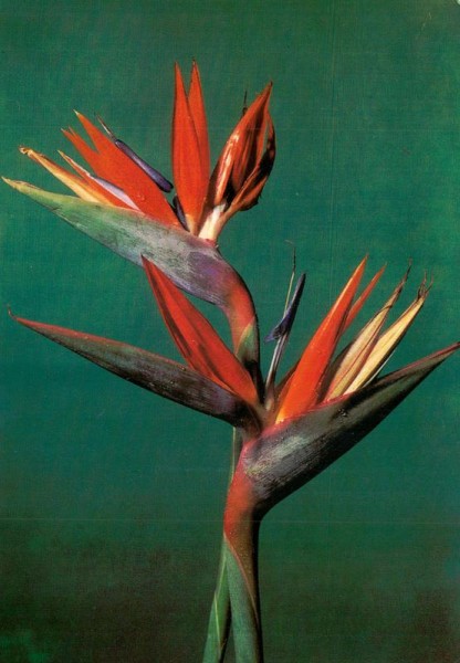 Flores, Lirio Japonnés Vorderseite