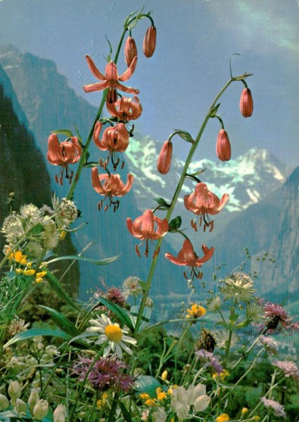 Türkenbund Vorderseite