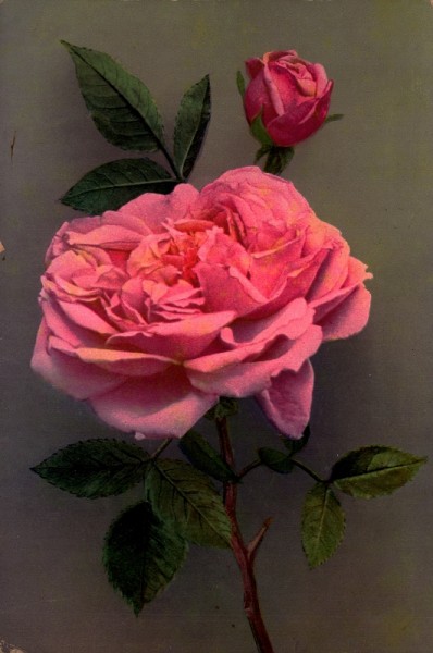 Violette Rose. 1912
