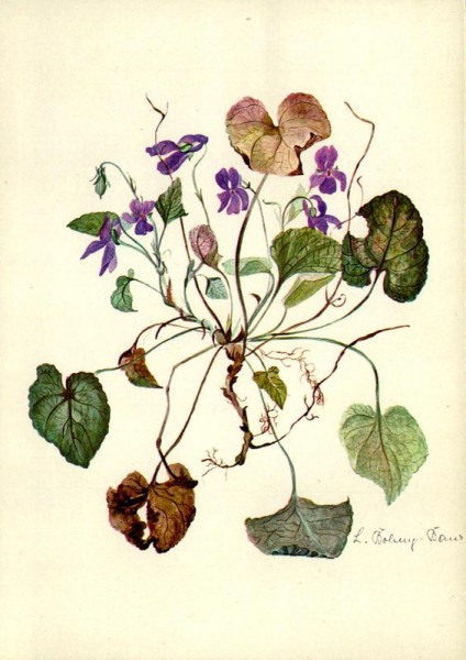 Veilchen Vorderseite