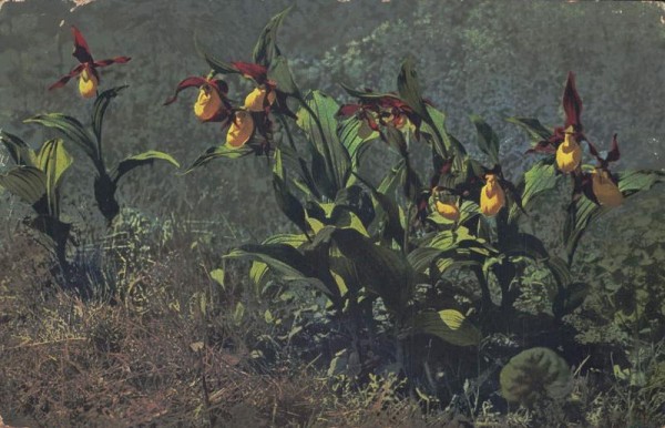 Gelbe Frauenschuh (Cypripedium calceolus) Orchide, 1913 Vorderseite