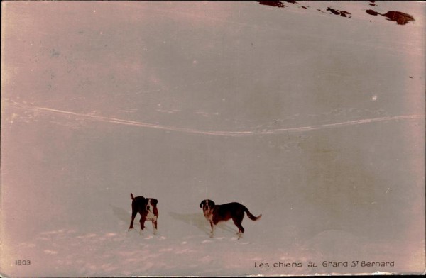 Les chiens au Grand St. Bernard Vorderseite