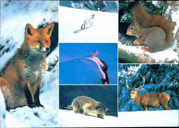 Tiere der Alpen Vorderseite