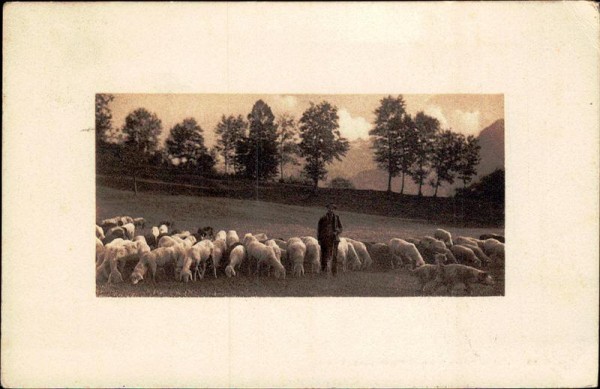 Schaffe Vorderseite