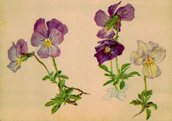 Gesporntes Veilchen Vorderseite