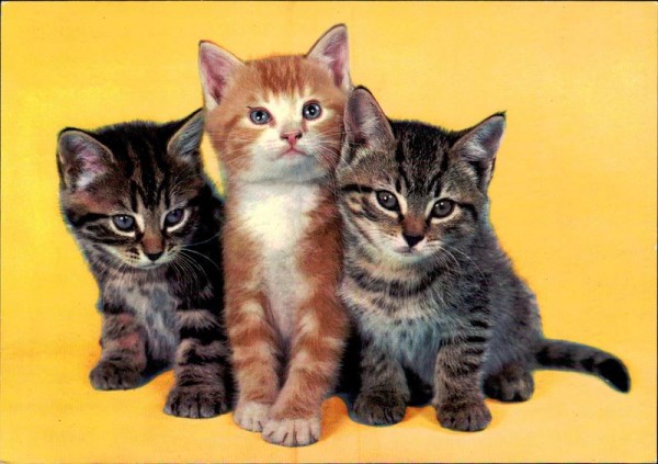 drei Katzen Vorderseite