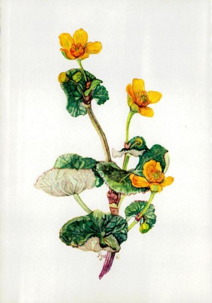 Sumpfdotterblume Vorderseite